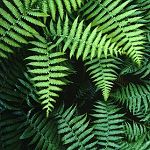 Cyathea fronds